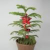 Christmas Star Shaped Red Bell Decoration Hanging - Image 2