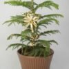 Christmas Star Shaped Golden Bell Decoration Hanging - Image 2